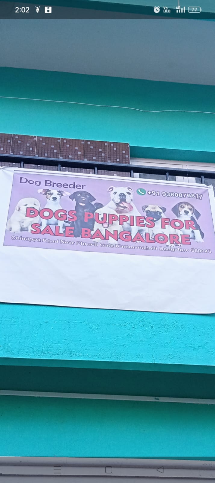 Dog puppies sale Bangalore