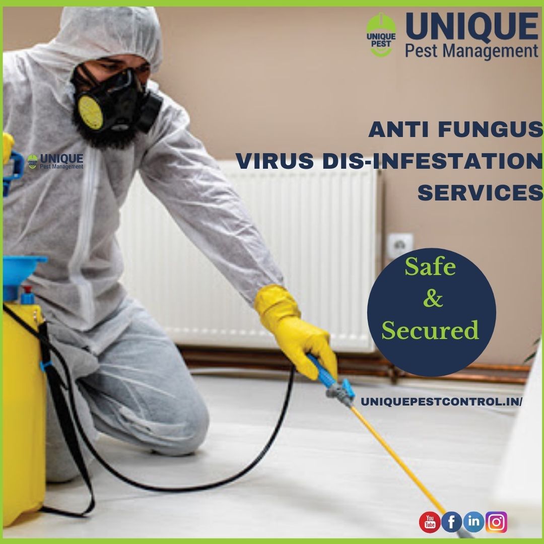 Termite Control Services in Chennai