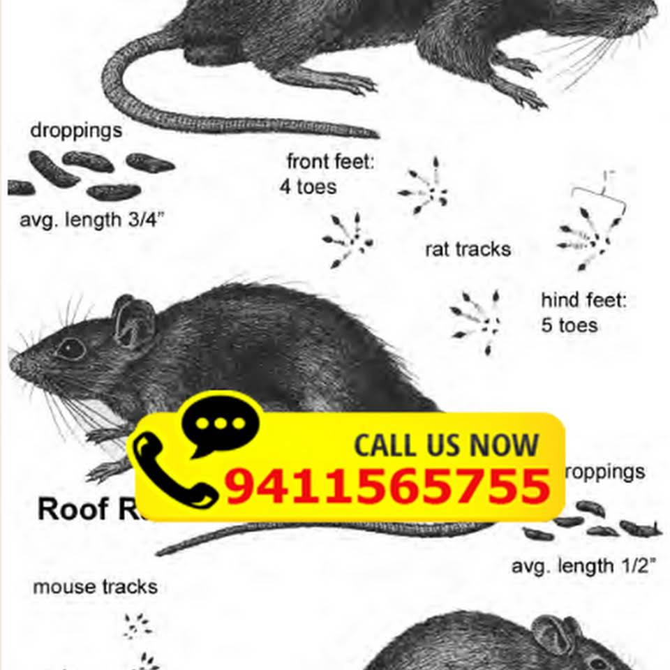 Himalayan Pest Control Services - Roorkee