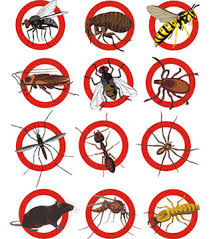 Pest Control Plantation