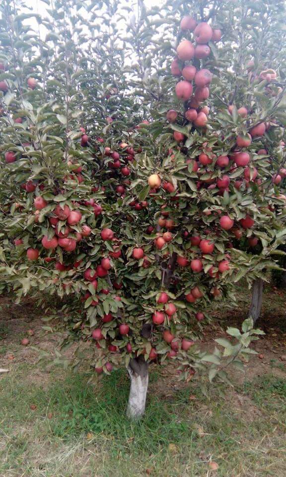 Saints Tours and Travels | Best Tour Operator in Srinagar