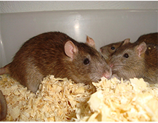 Entomist pest control services Pvt.Ltd.