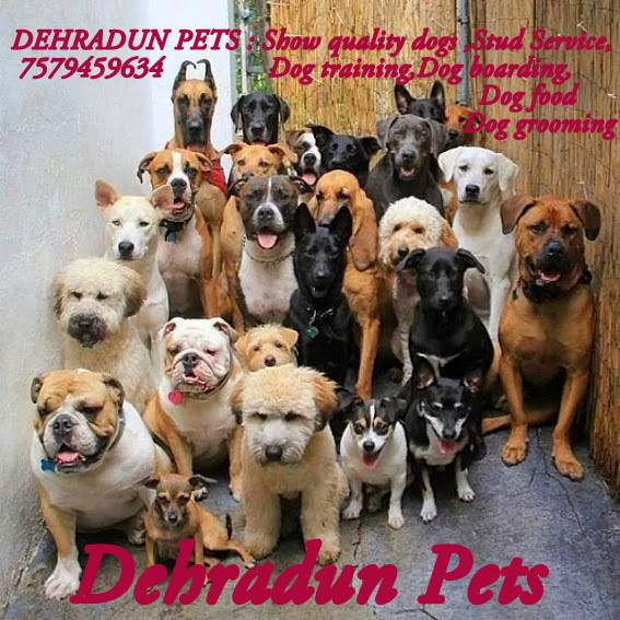 Pet Shop Dog Breeder Dog Hostel